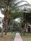 Promenadstigarna kantades av palmer