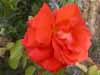 Orange/red  rose