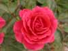 Red  rose