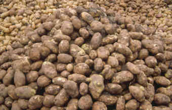 A huge pile of potatoes in Njera.